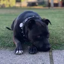 ariaes.drop