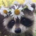 racoonism avatar