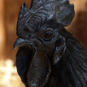 avatar big black cock