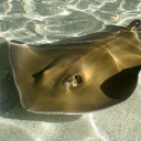 avatar ⭐ Zaydaboi ⭐