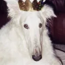 chaesireh avatar