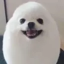 eggdogy
