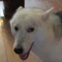 sussybollz