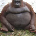 milangaconkesso