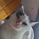 voriiyt
