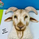 brandonheal