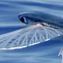 skyfish2104