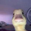 1xxxxxxxxxx
