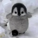 pepinofnr