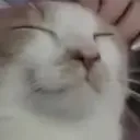 deni