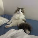 avatar gabby_microoo