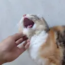 loftytama