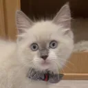syrupswaffles