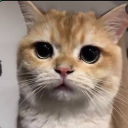 avatar catacik