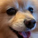 syokemayo_0