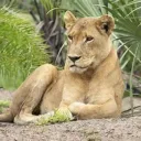 lionne3195