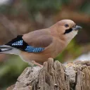 bethsbackyardbirds8632