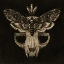 featheredmoth