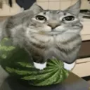 yourlocalmeloncat avatar