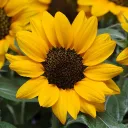 aspensunflower