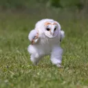 softly9874