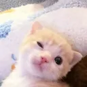 sam0z0.