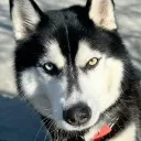 jcanis77