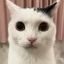 zanuzoss