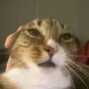thecarduser