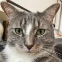 cosmowhiskerson