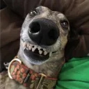 fhy.rl