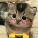 rishuuyrr