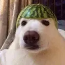 poki1000 avatar