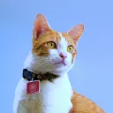 properpet