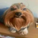 Аватар karas6985