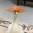 avatar chim cụt cánh🐧
