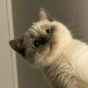 noodlesparadise
