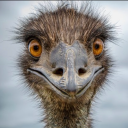 avatar ahvipoisspaul