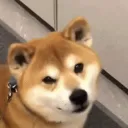 cachorroninja