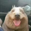 omnomhobrbregr