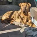satian_