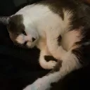 mewmiou