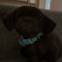 avatar Rudy ! 🐾🏹