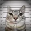 Аватар nikitamix