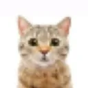 mofusshi