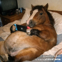 avatar Khoa Xứ Dừa