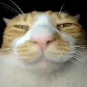 tvhffuhf