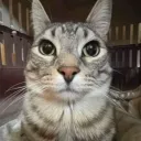 jirkussk