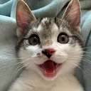 likeykitten