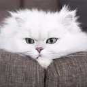 ms.cat7146